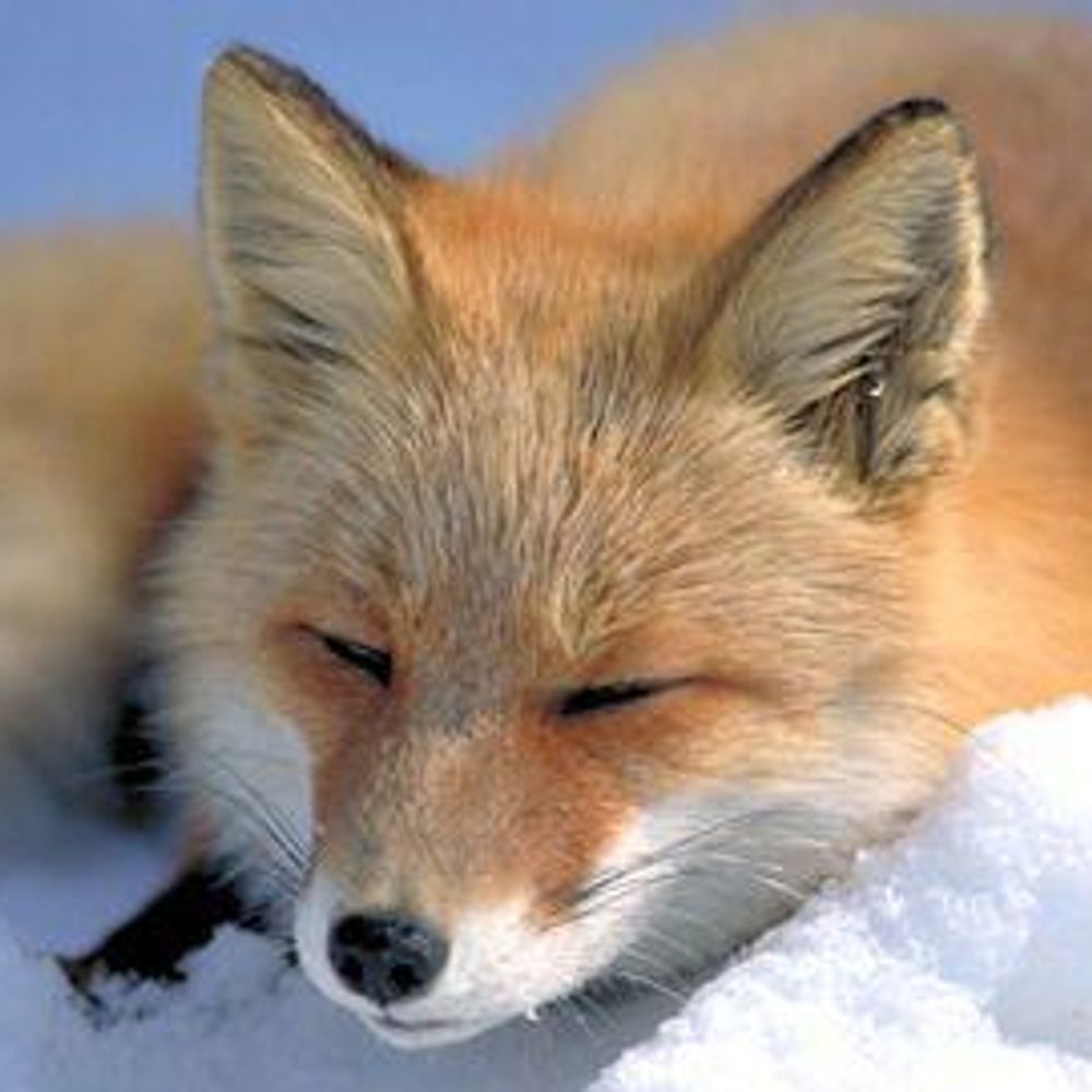 Foxyisinhell