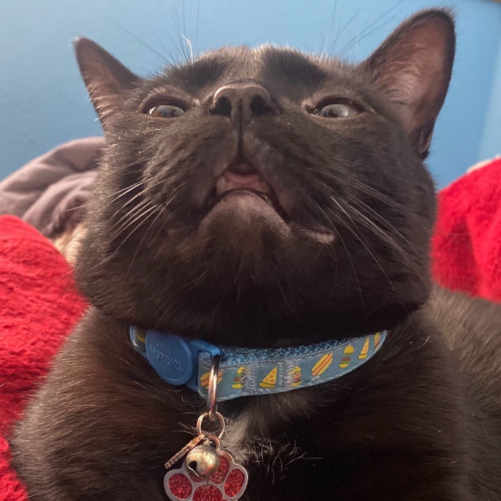 BinxTheChonkLord