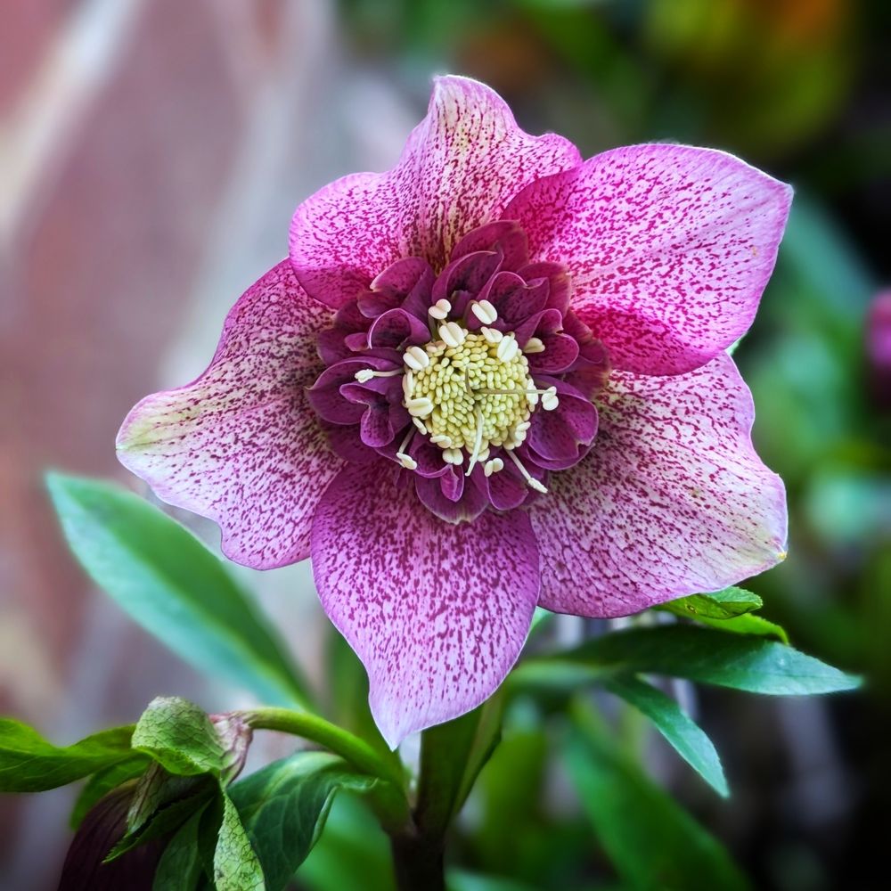 Holly