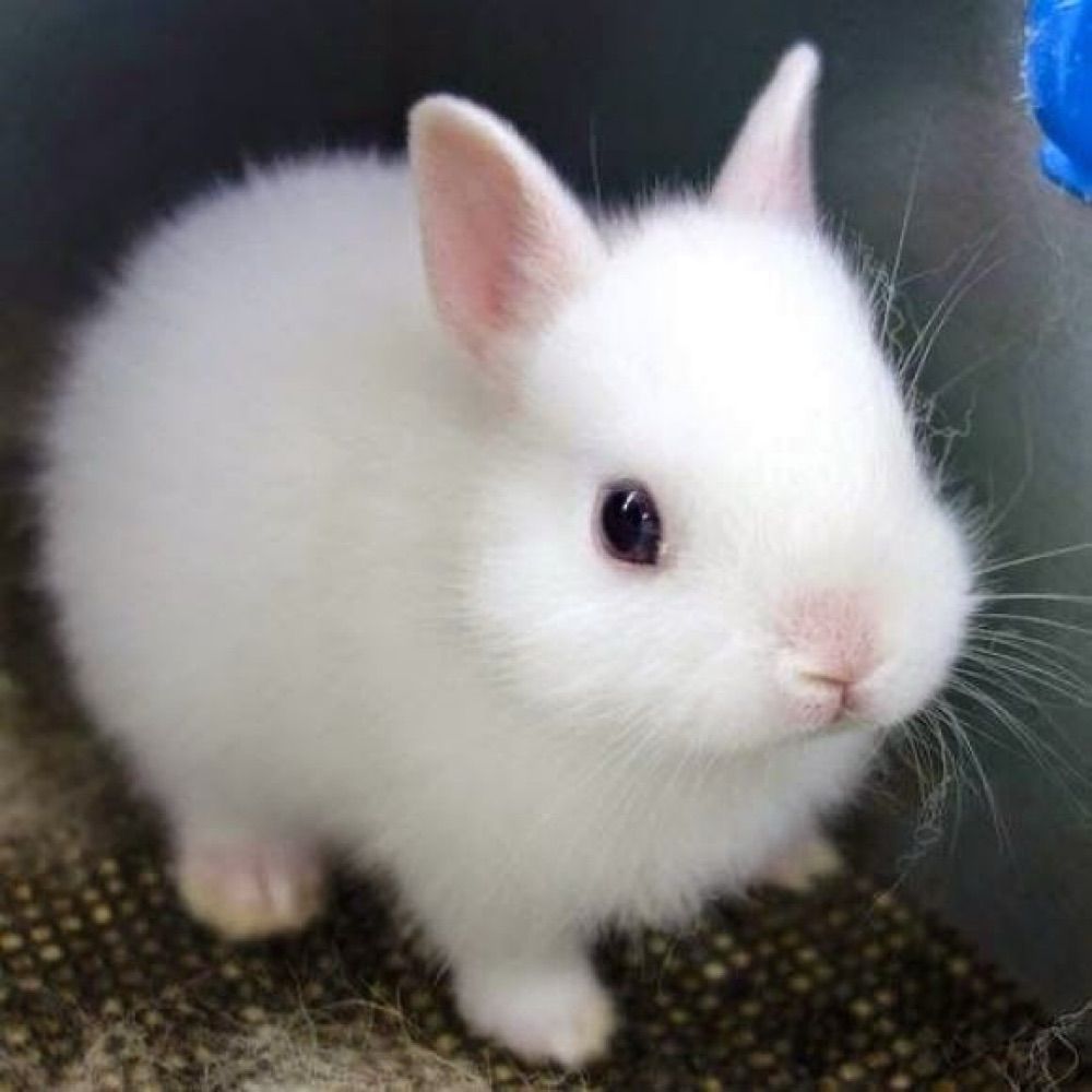 말랑햄🐹🐰🐶🐣