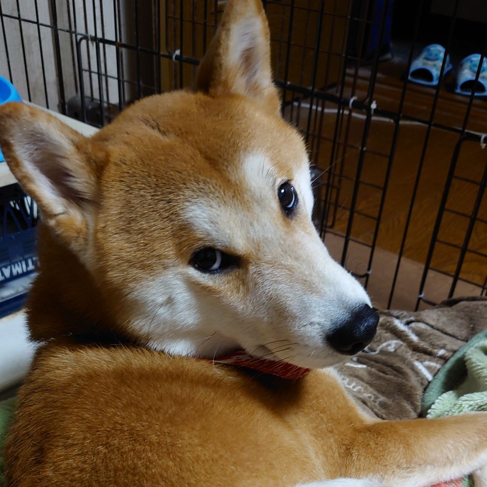 傀兎