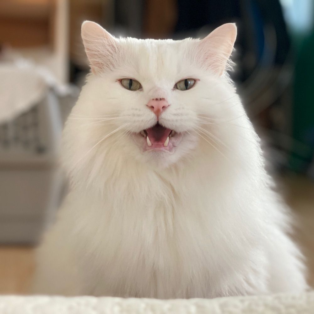 단
