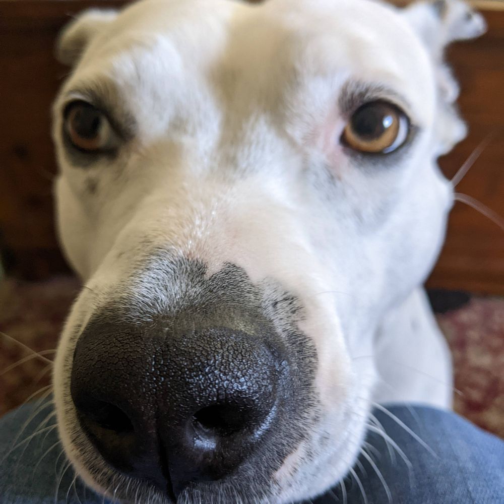 Pit Bull Dog Mom