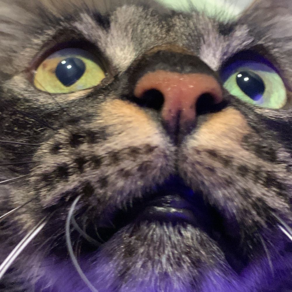 beto