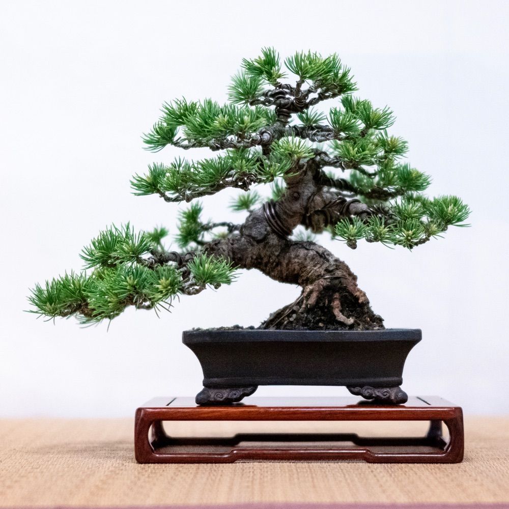 鶴岡小品盆栽会