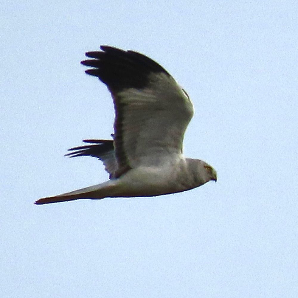 lfrankryan.bsky.social