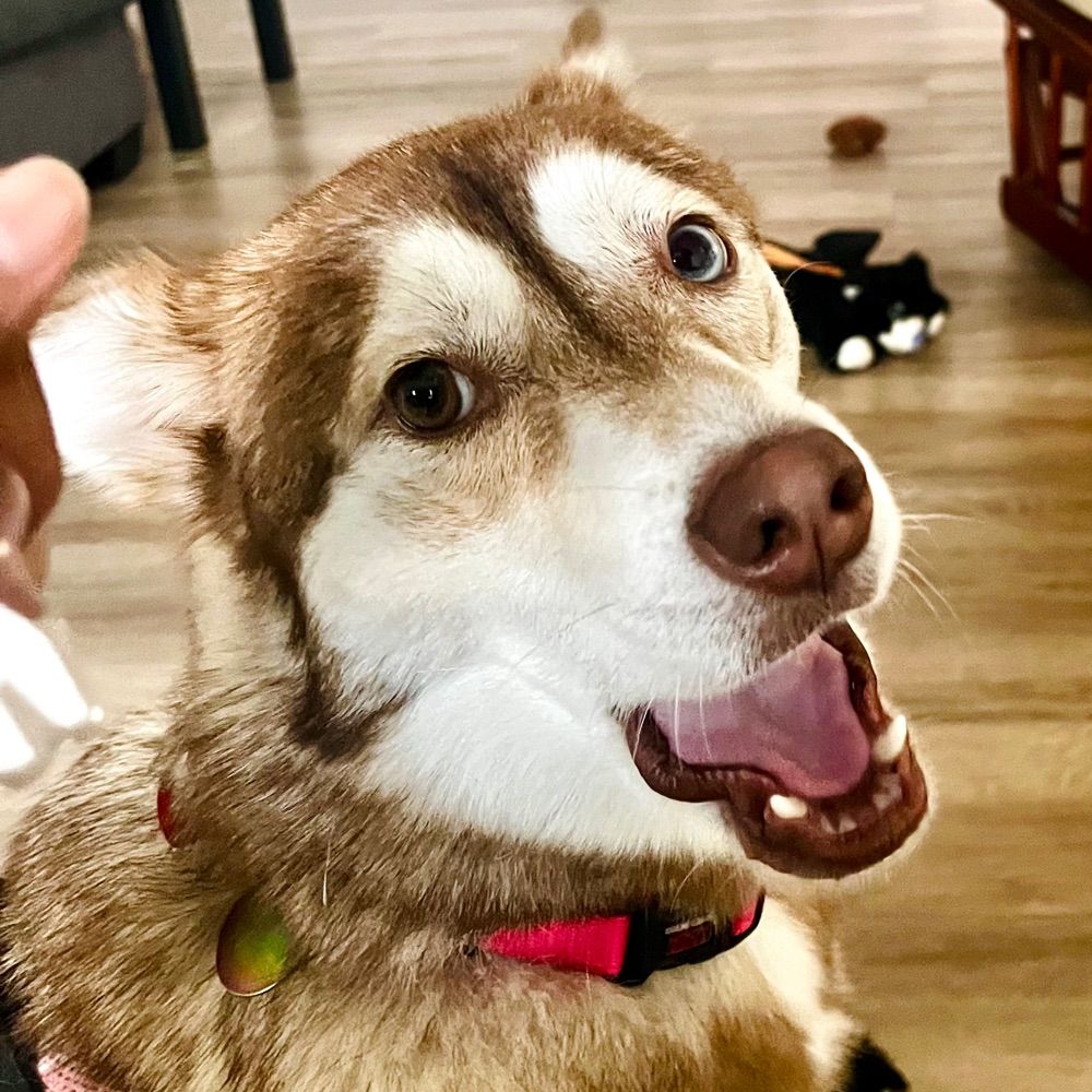 Canela
