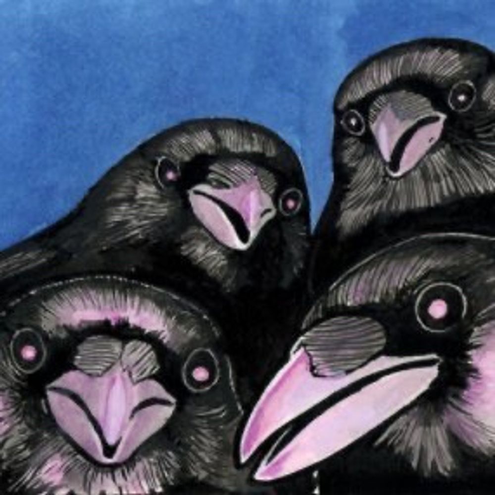 Curious Crow