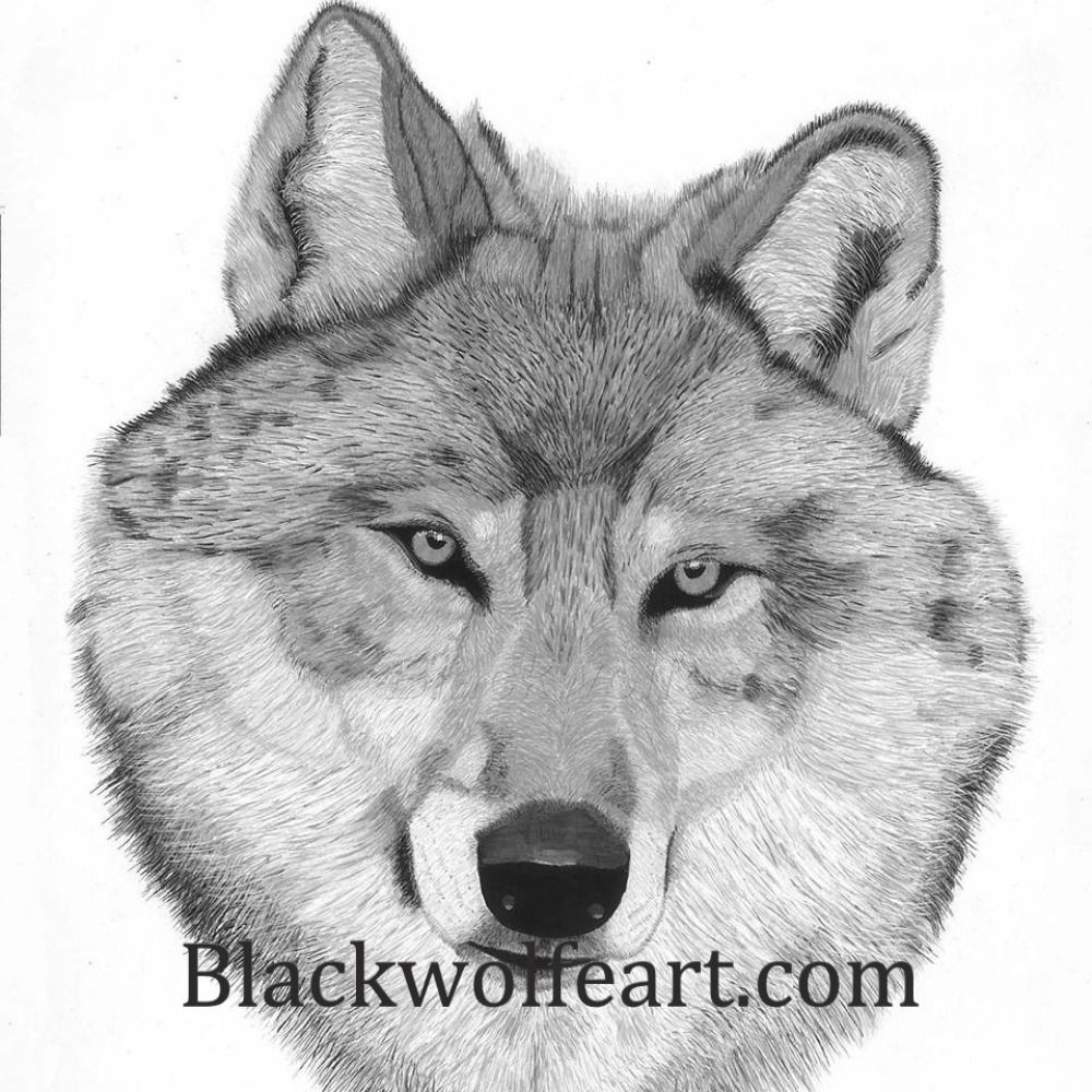 Blackwolfeart.com's avatar