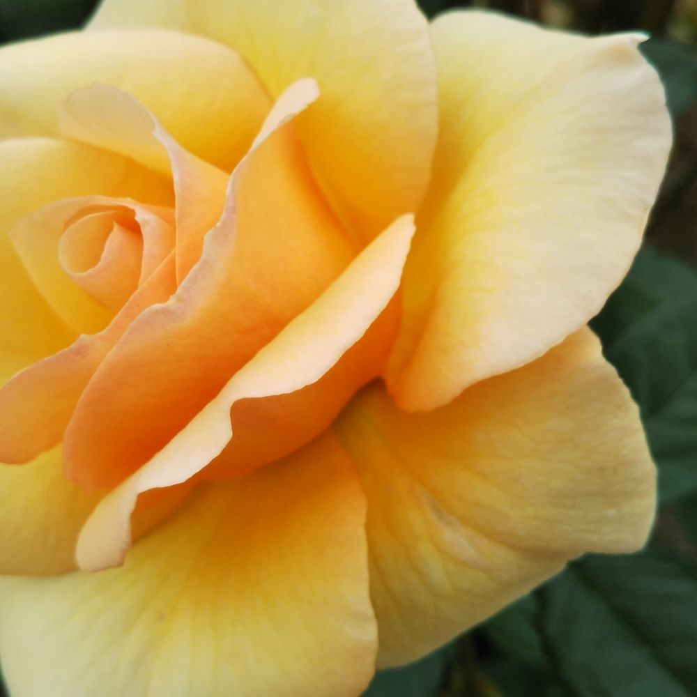 madoka-nanase.bsky.social