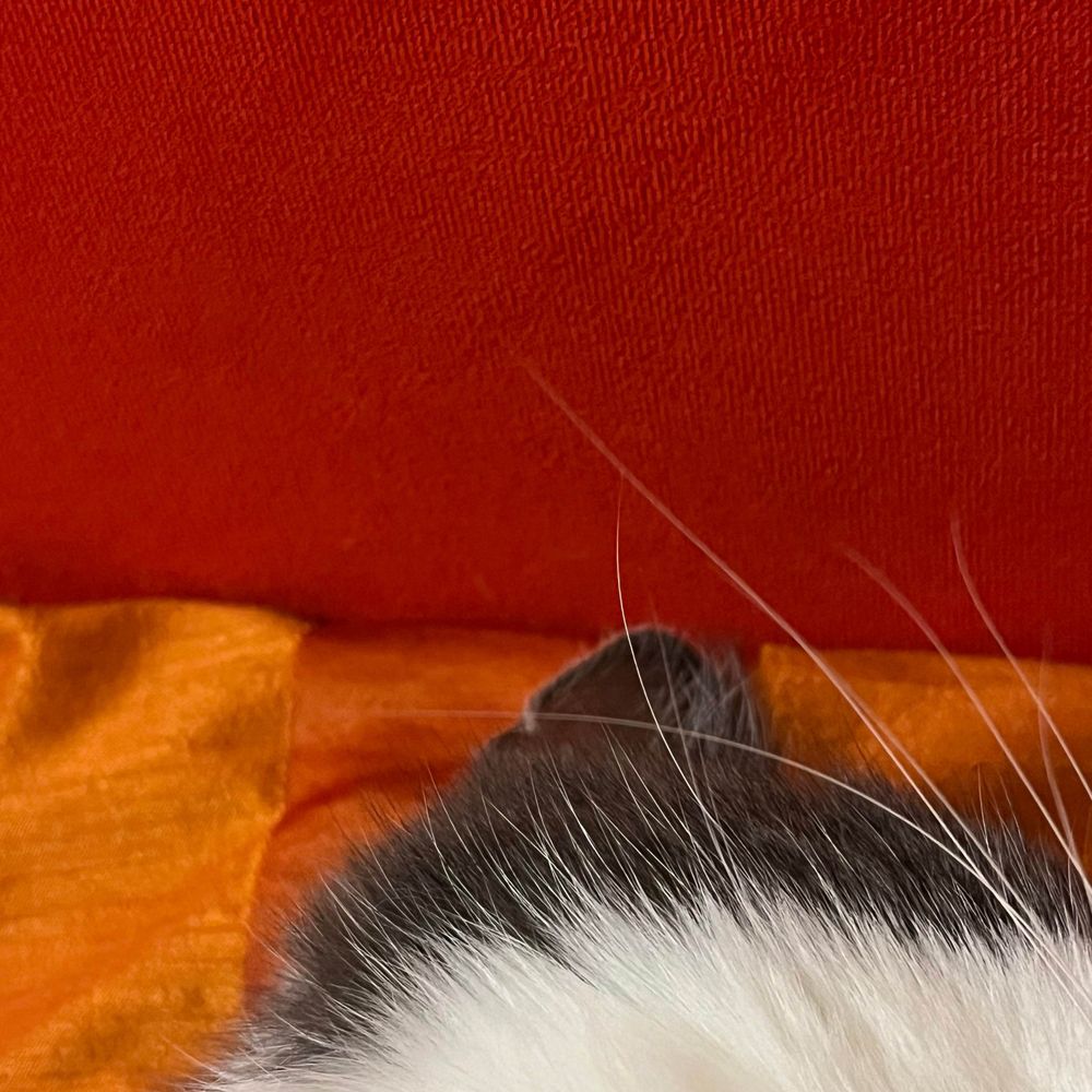 AnyaGonchar
