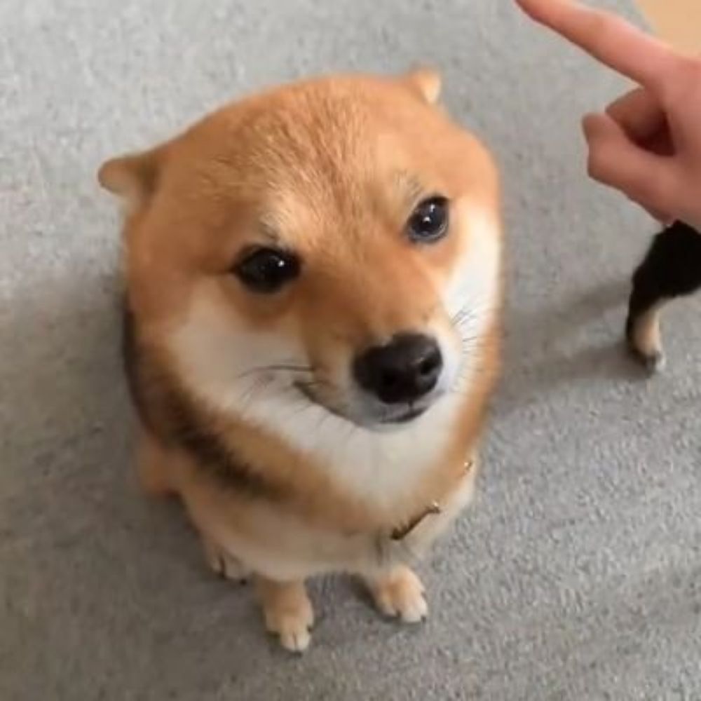 시발바라