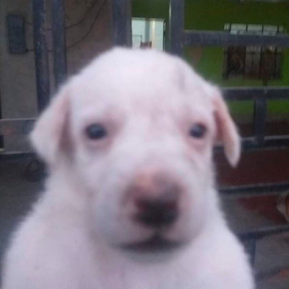 Pupy