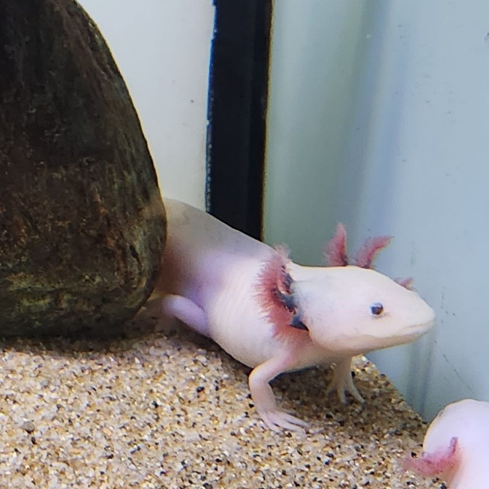 ツチ