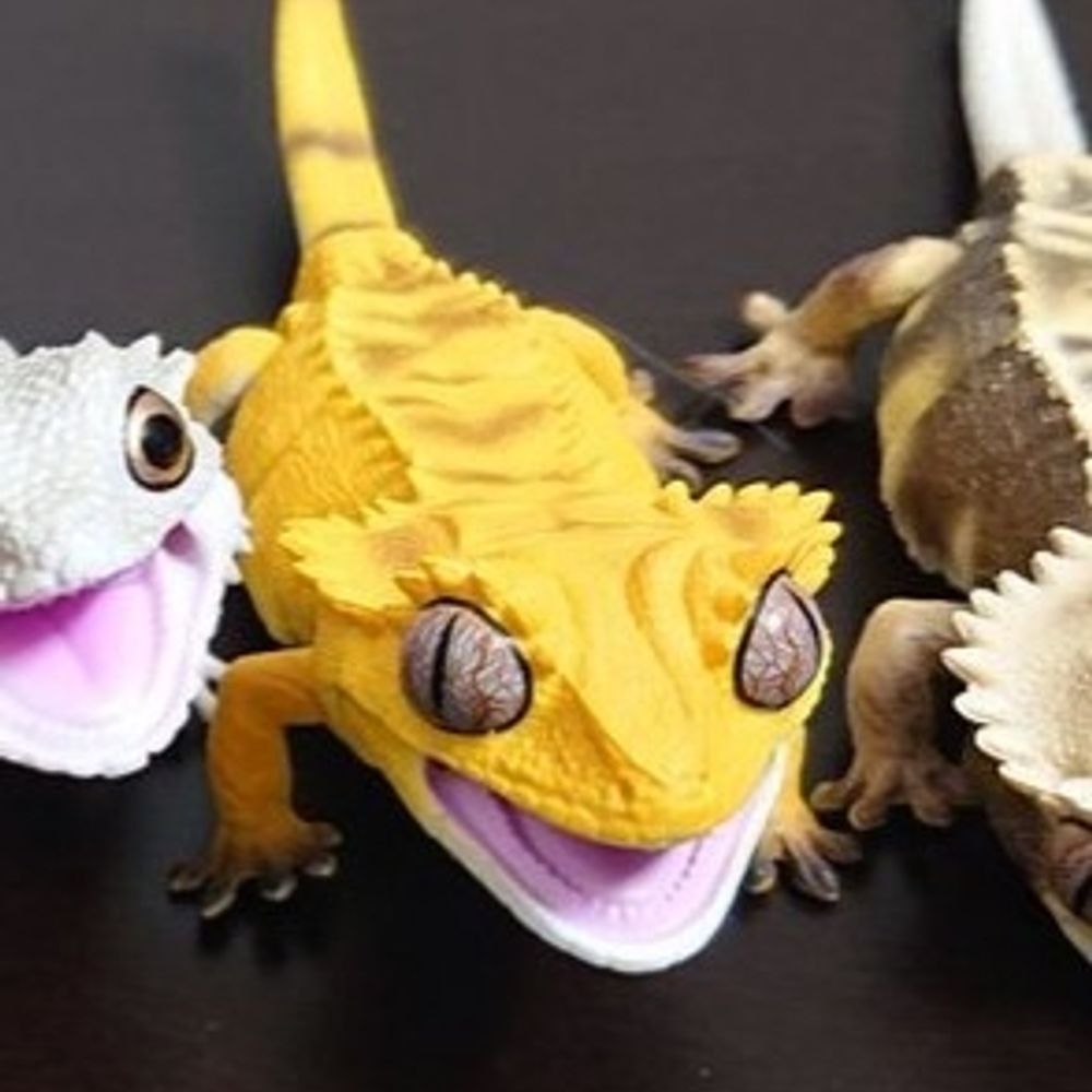 おれんじとかげ🍊🦎