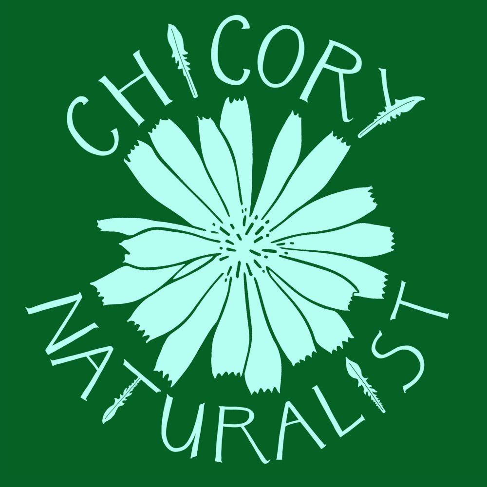 Profile picture chicorynaturalist.bsky.social