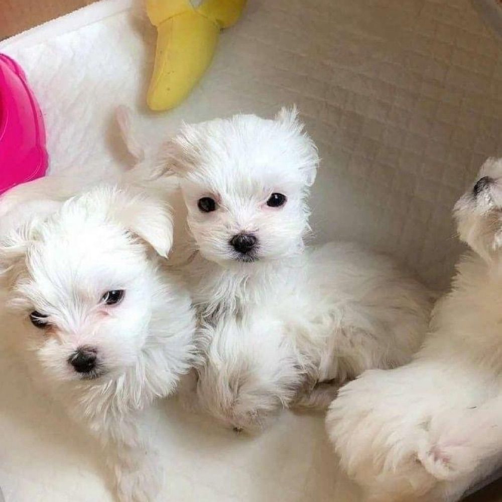 Maltese puppies for adoption and rehoming