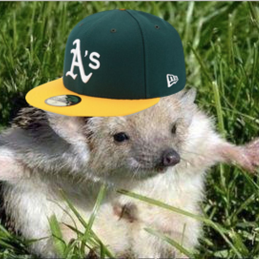 Terry 🦔