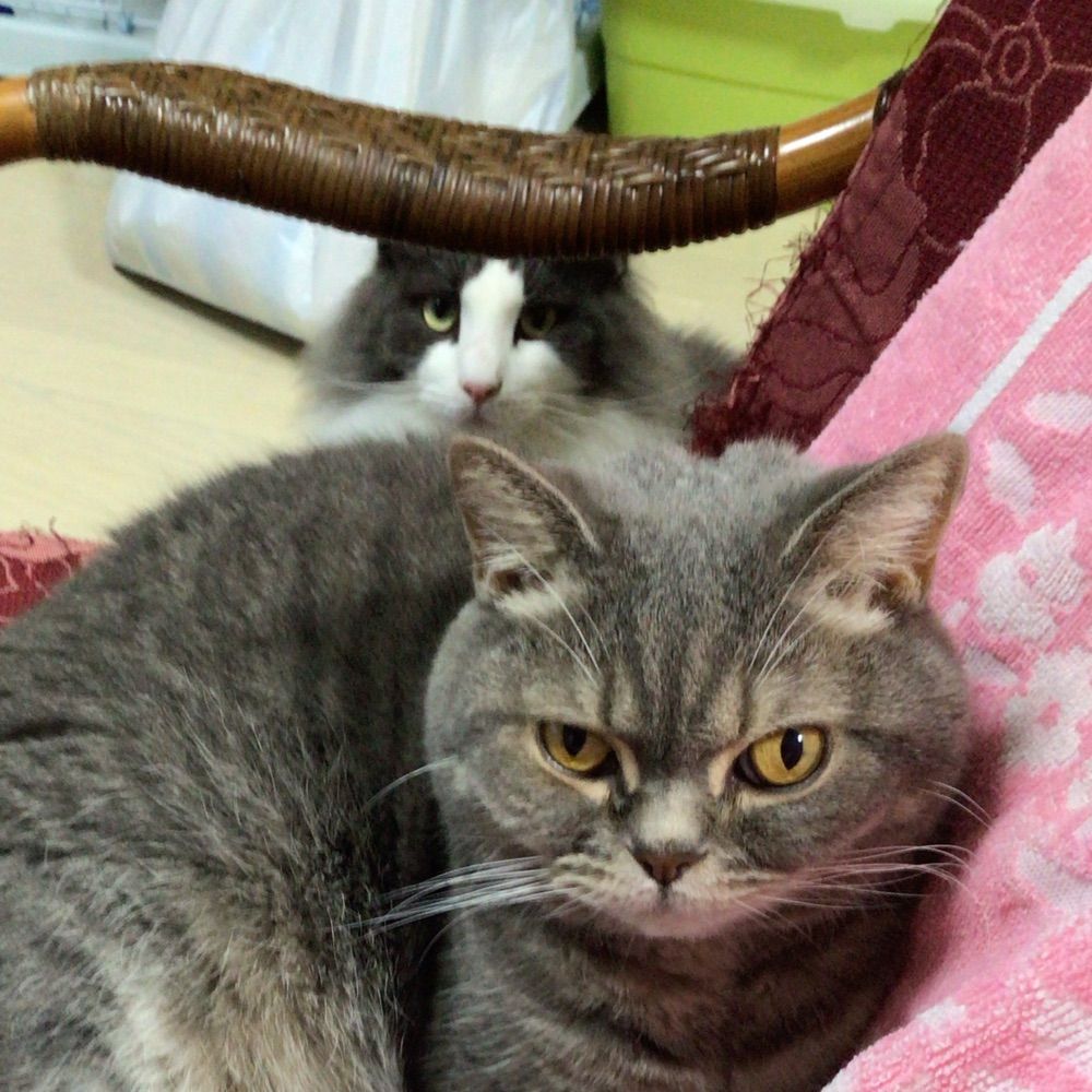 たま&はちまる