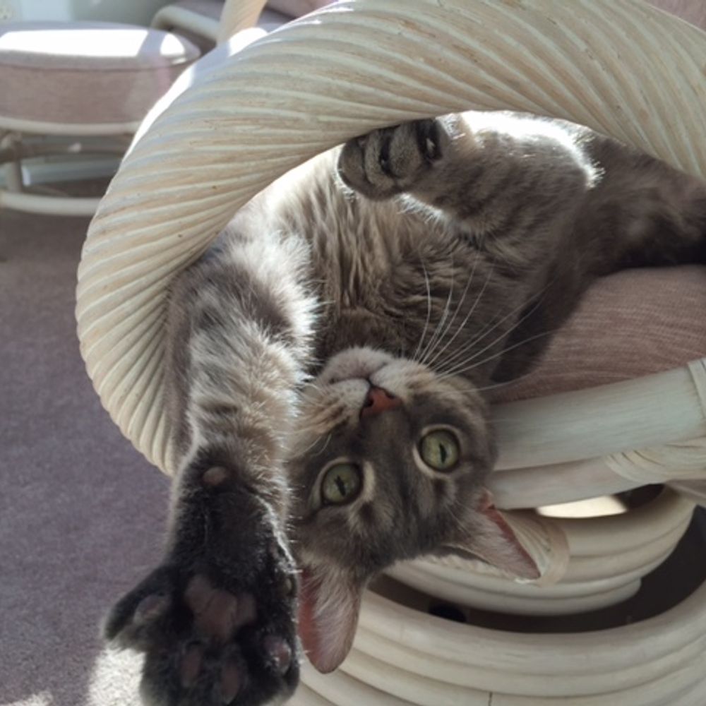 Meowsker