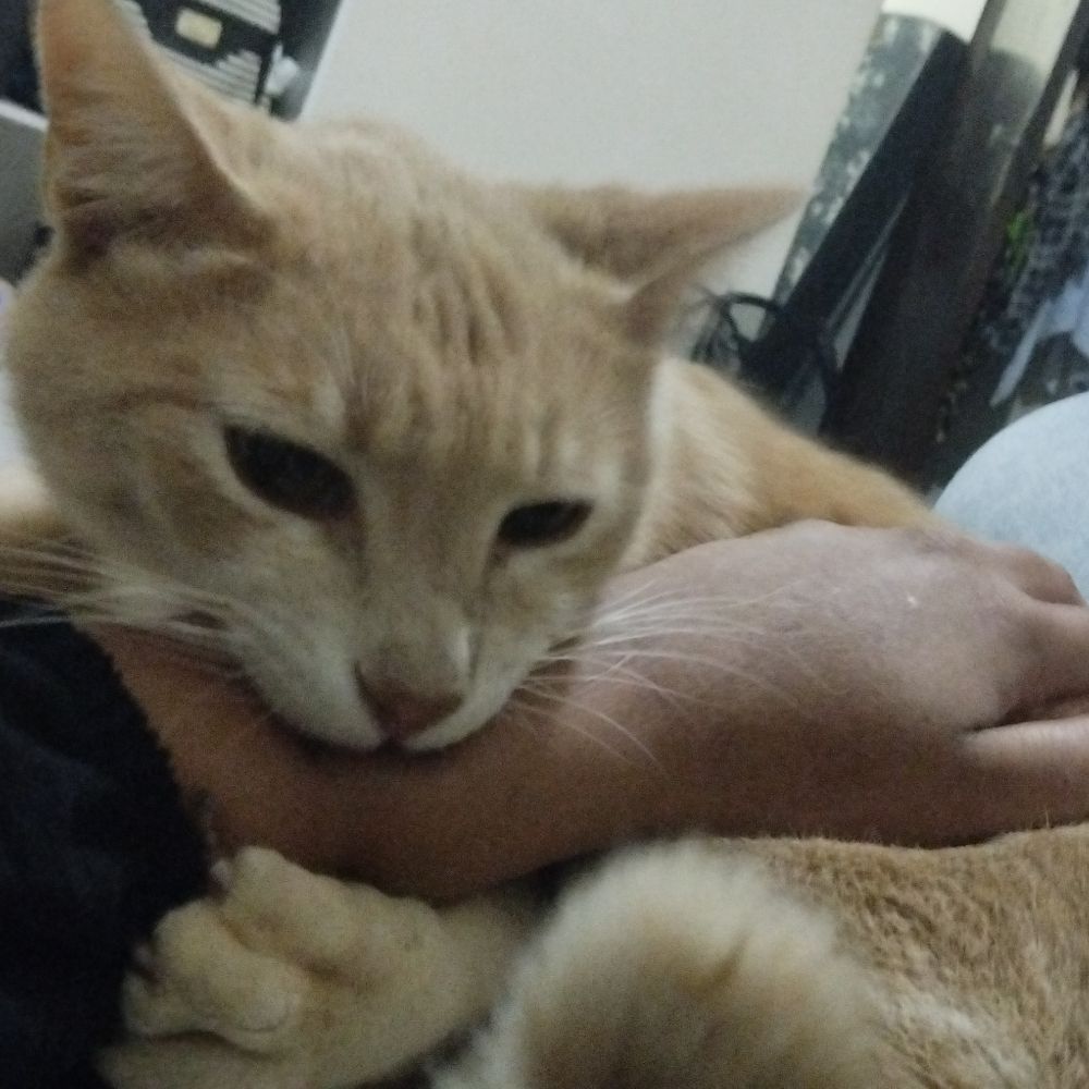 lina