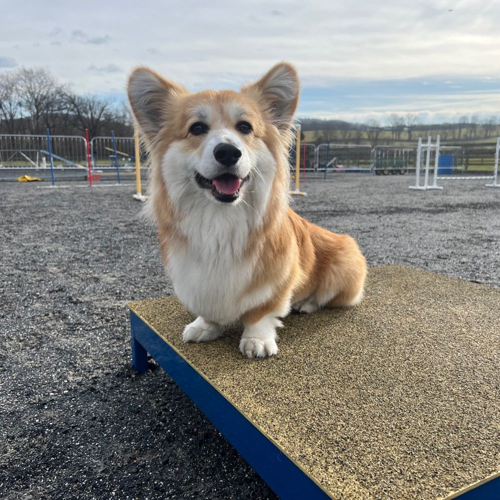 Corgi mom 2012