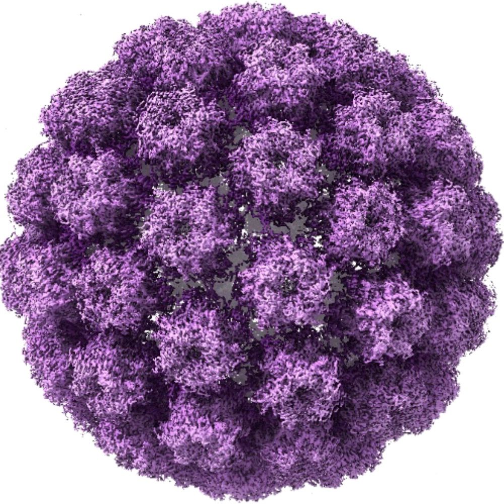 Ozbun HPV Lab