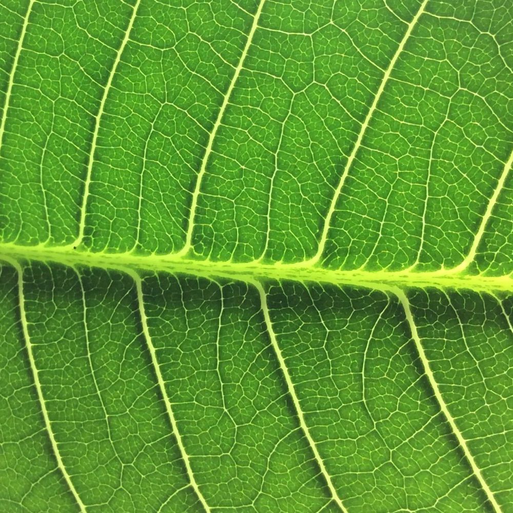 LeafLight
