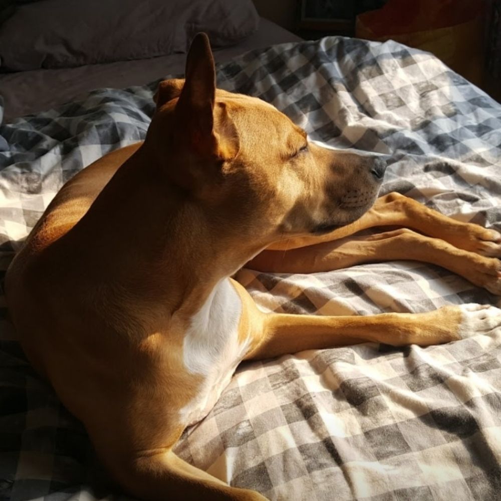 Wilfus