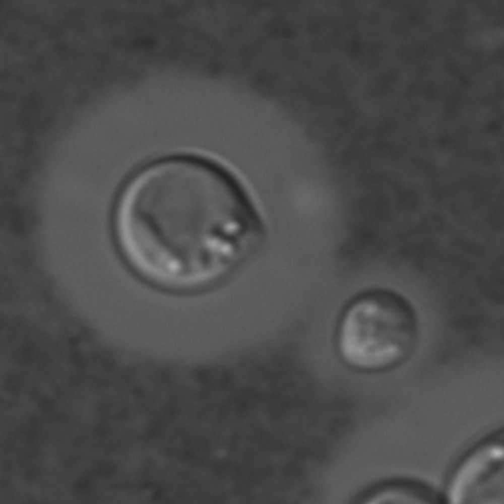 Jessica Brown Lab