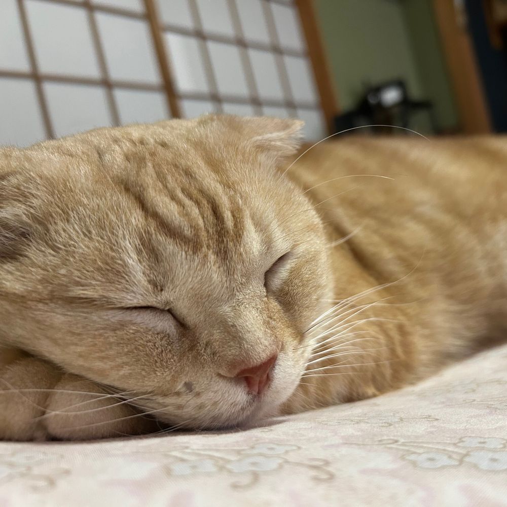 ムギ