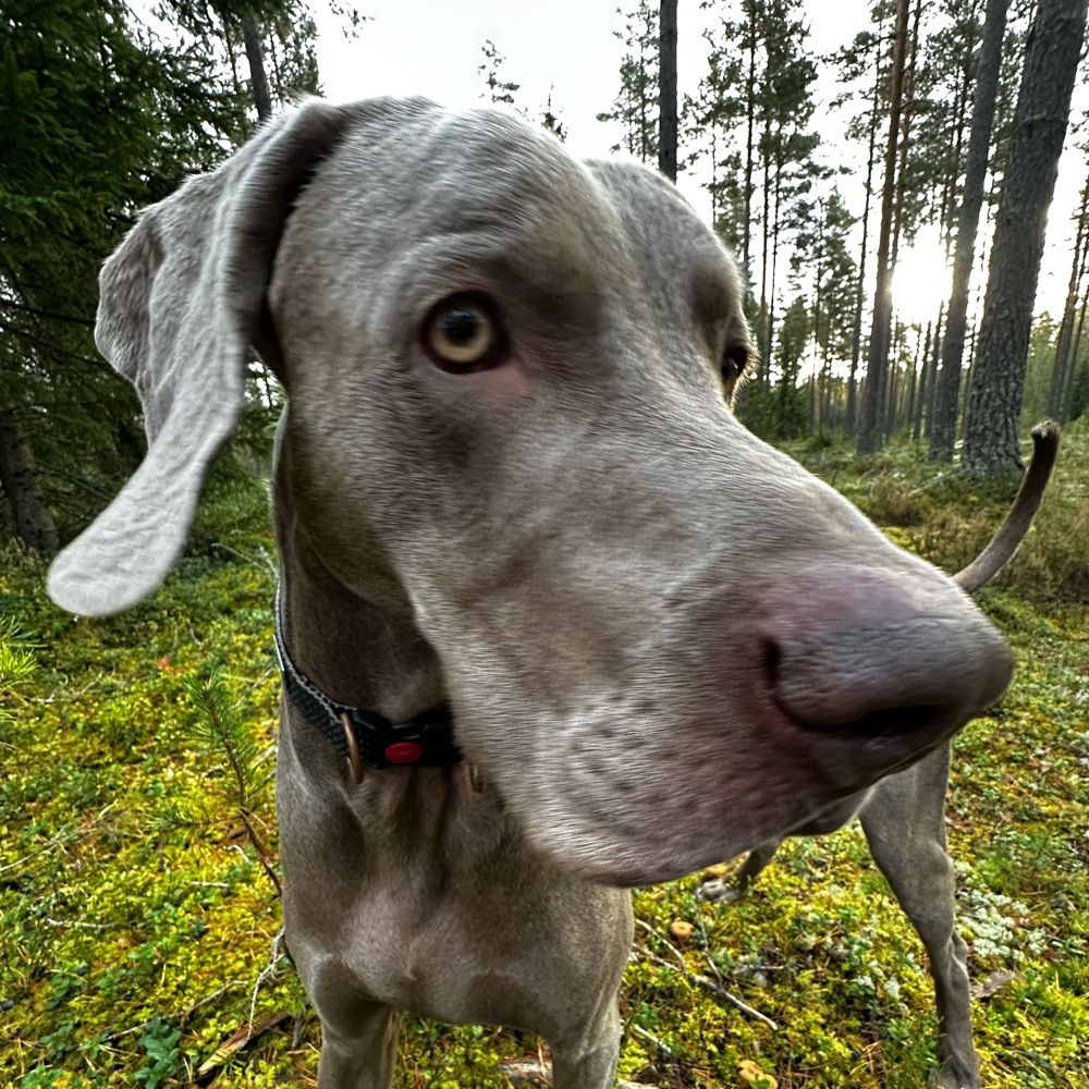 Weimaraner