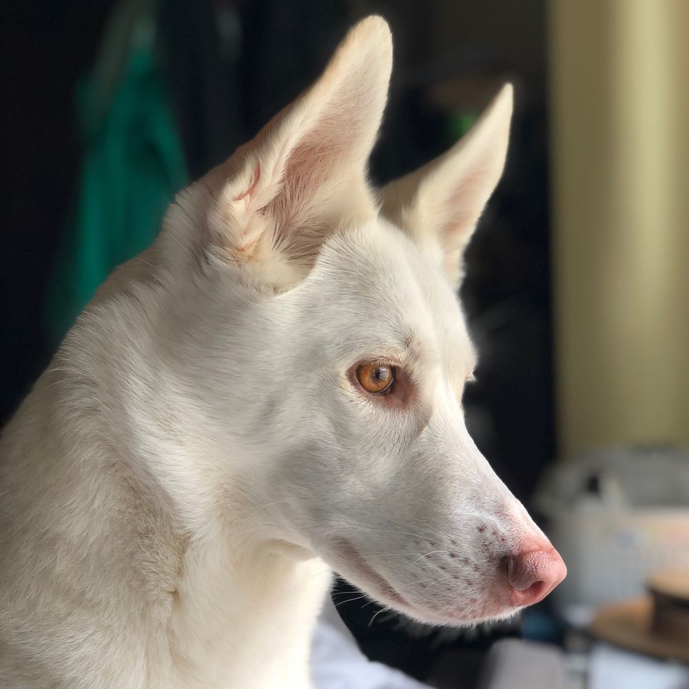 Amy