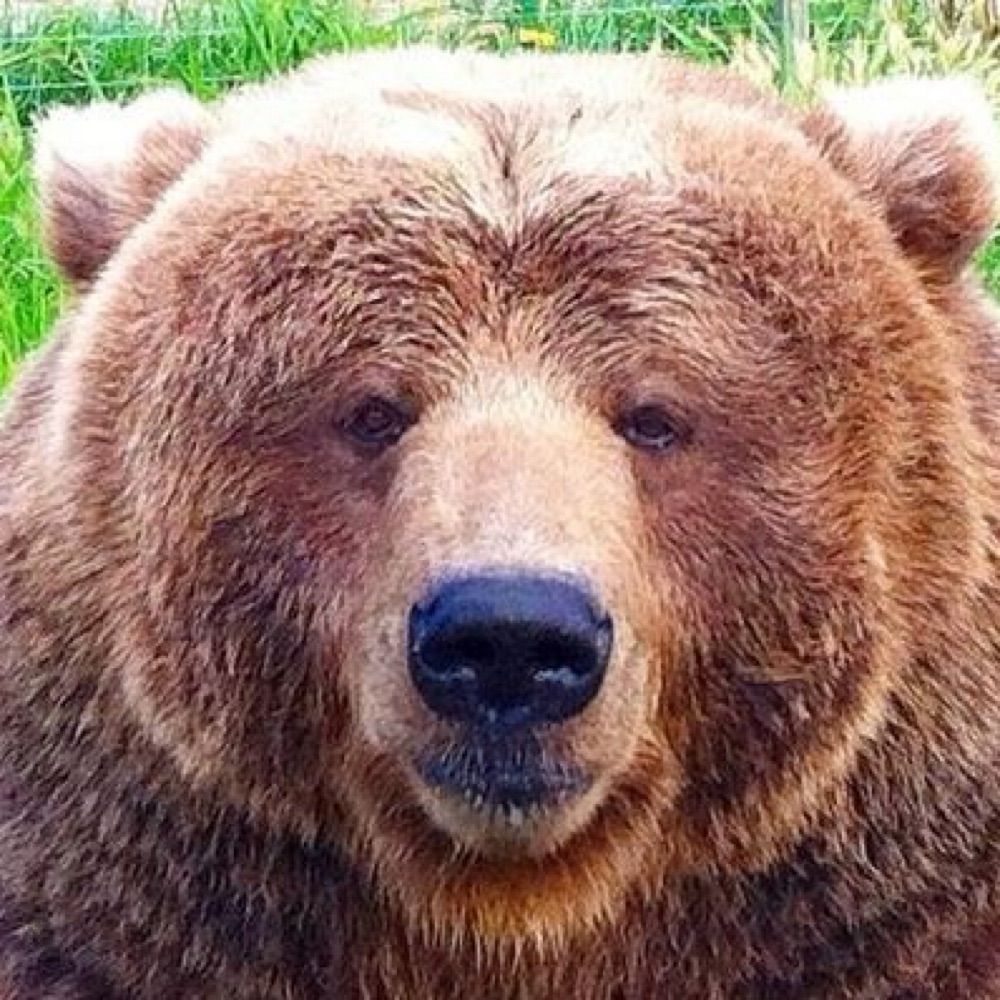 bëär