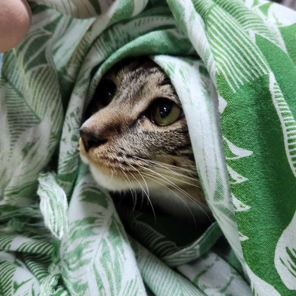 욘도로롱
