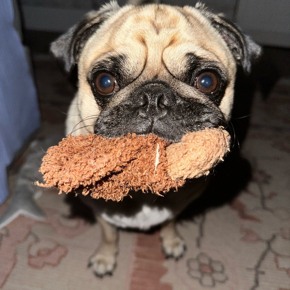 Covi the Pug