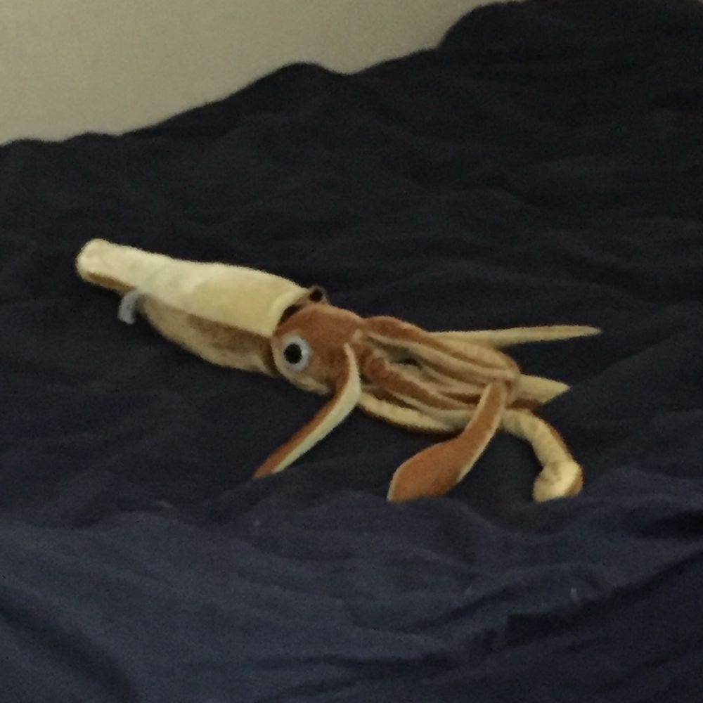 いか