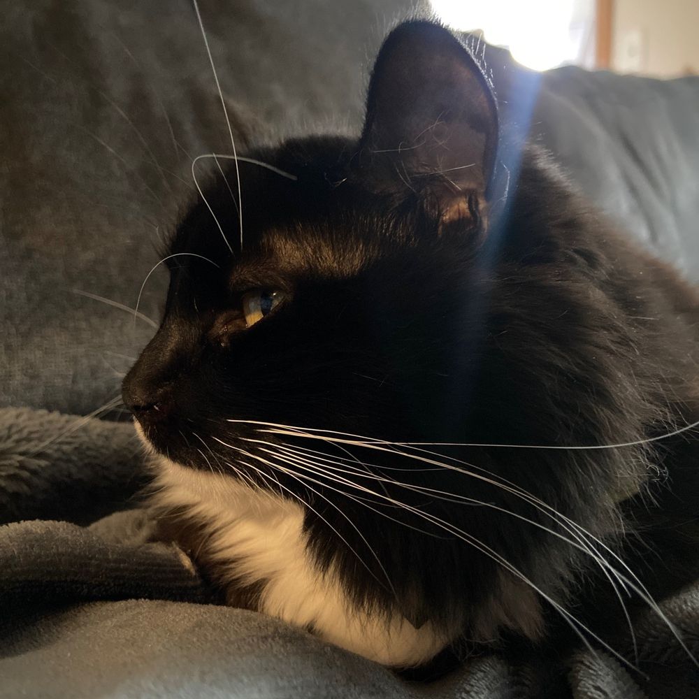 Miss Saturn Panda