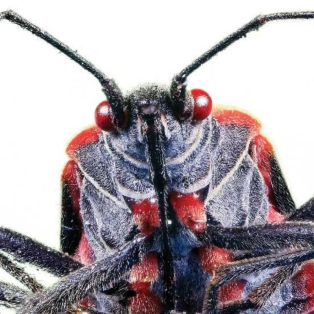 bug