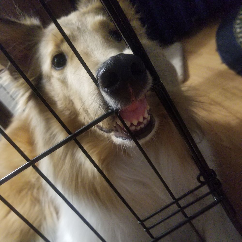 Thunderfloof