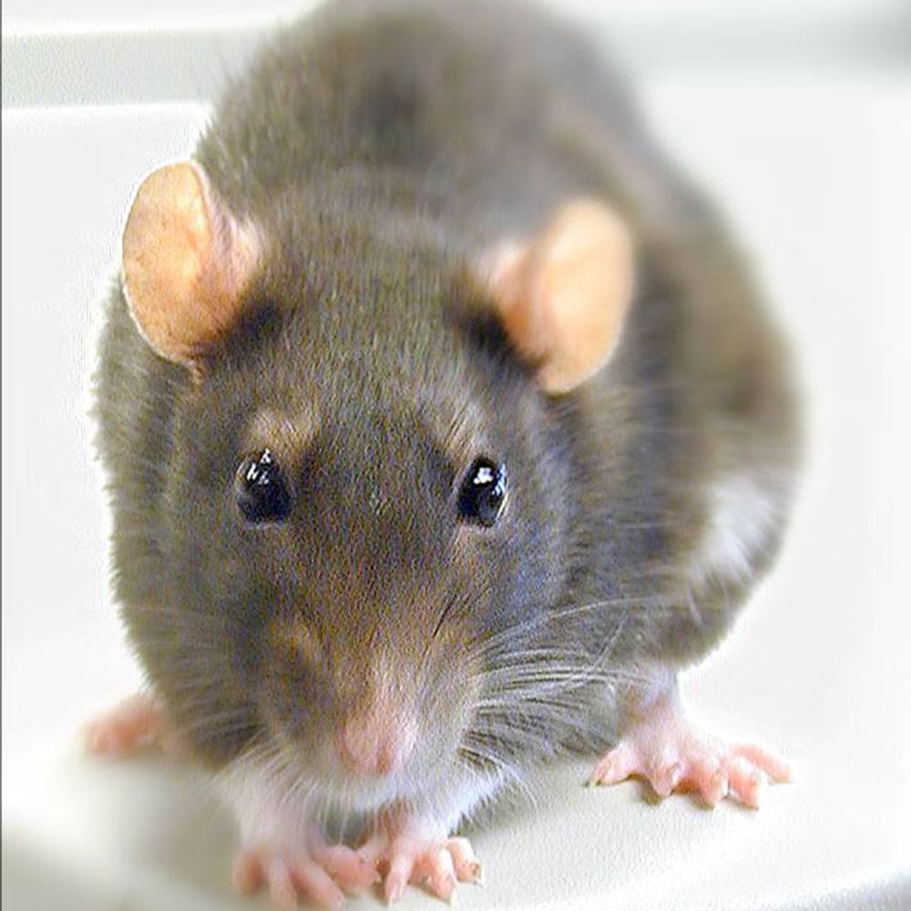 rat
