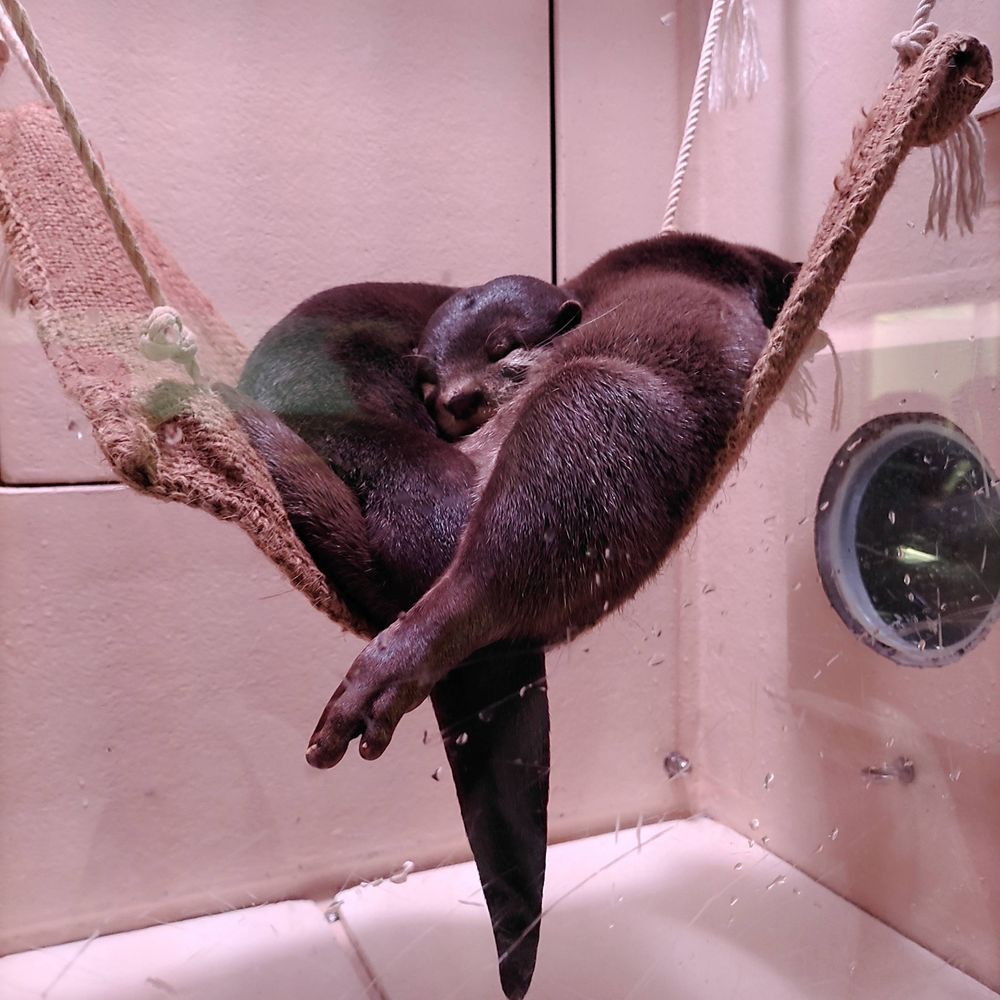 沙耶
