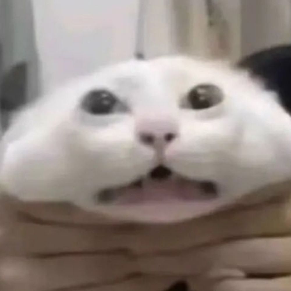 Pootatcat