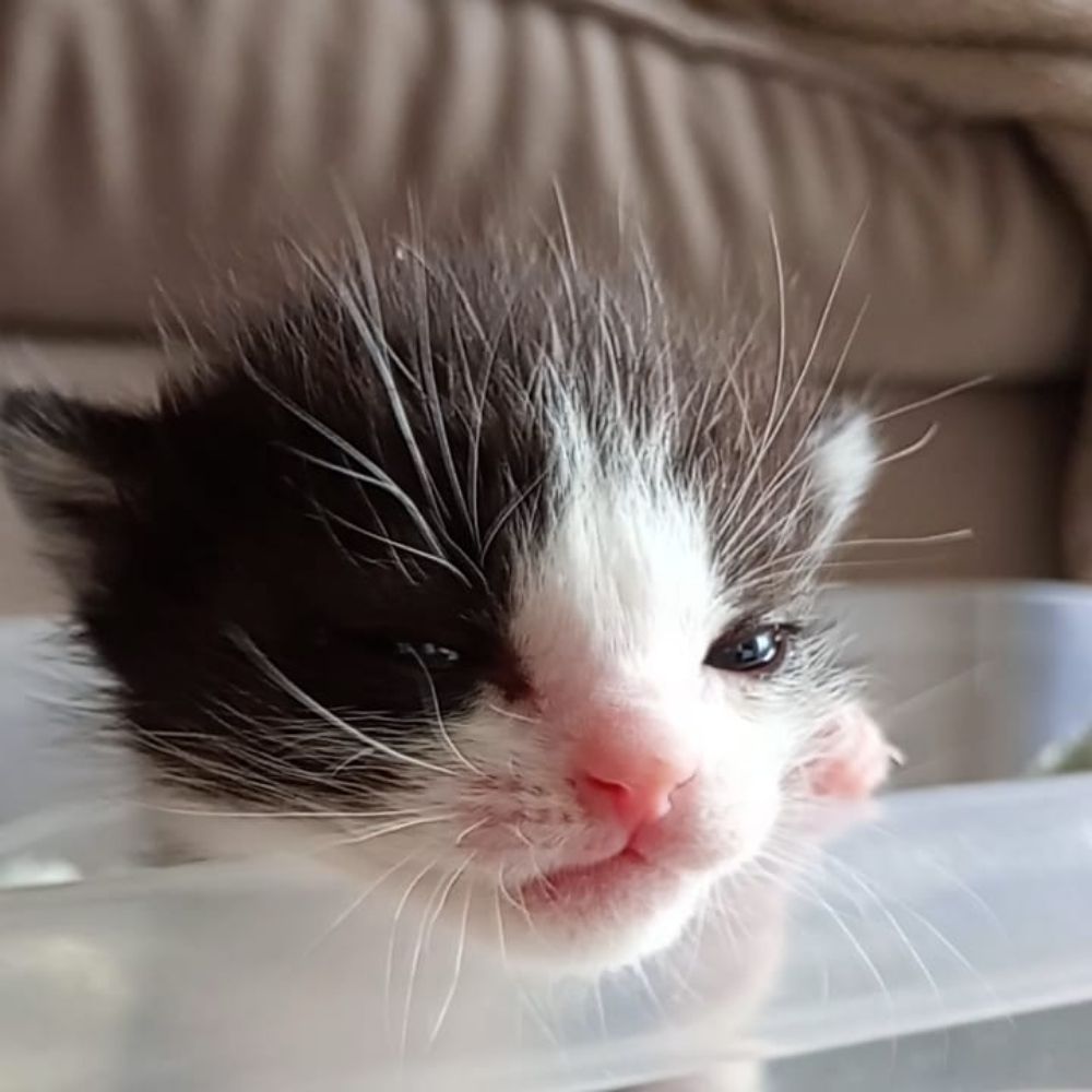 Mia