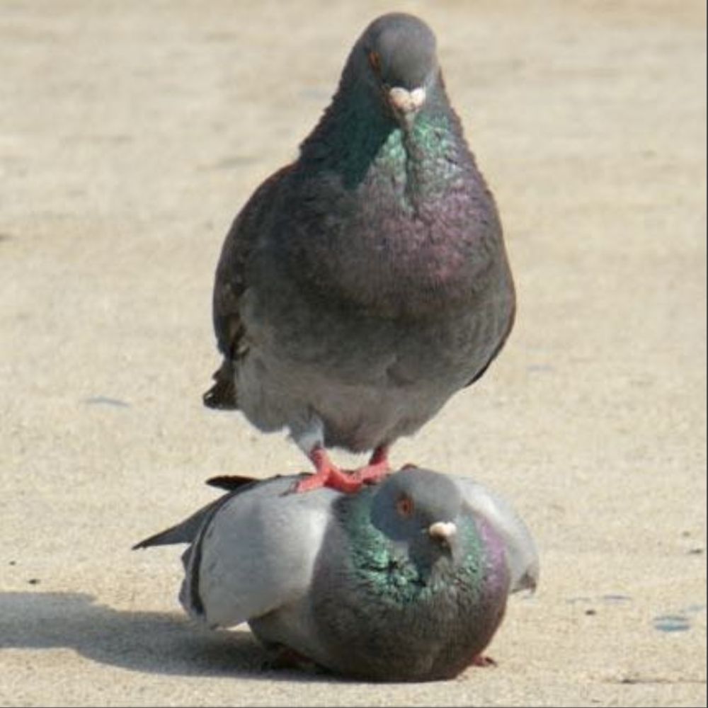 Awkward Pigeon Theatre