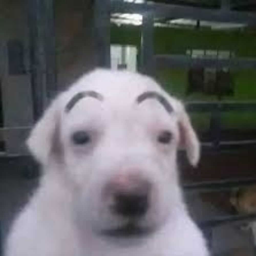 Felic