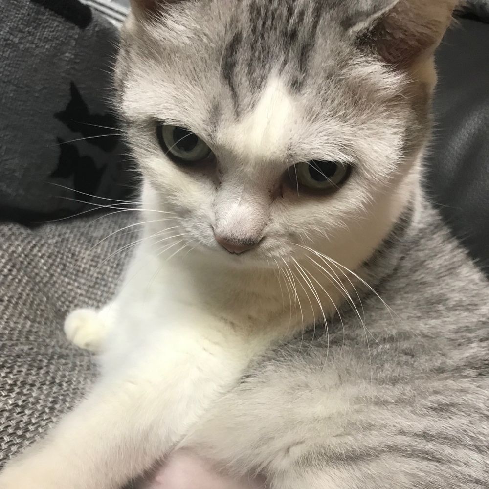 嶋津