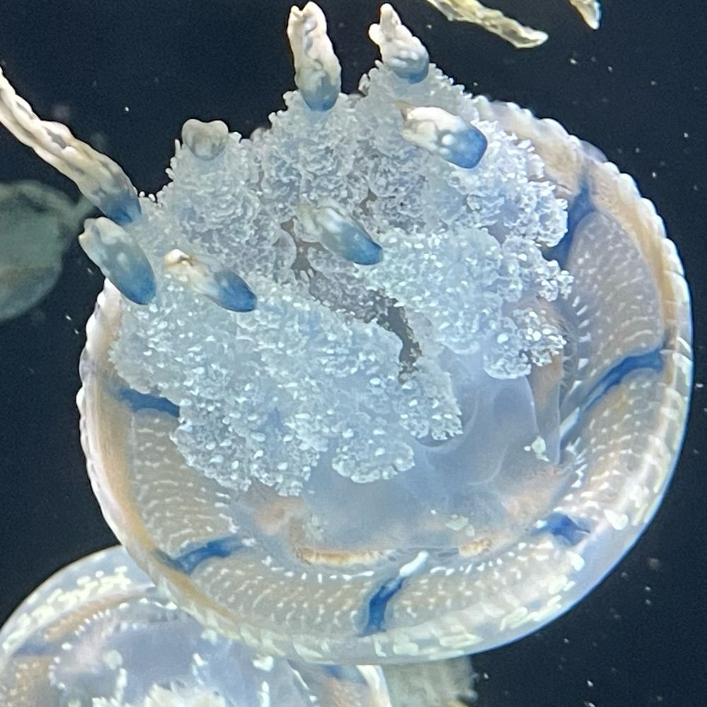 ひのと