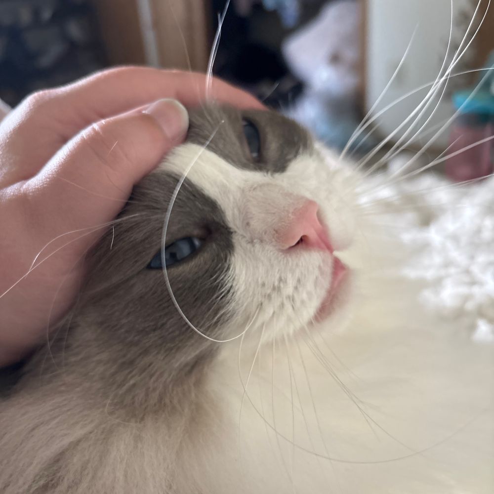 supurrb kitties