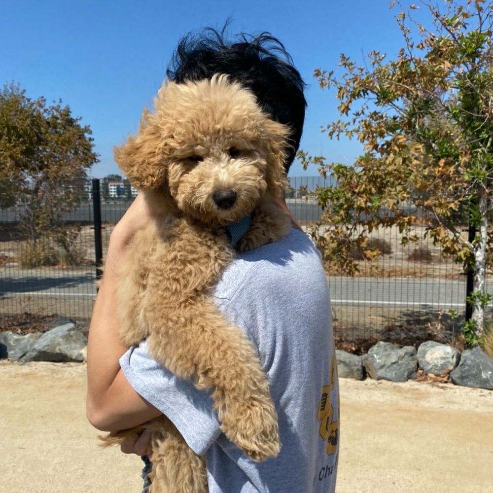Kevin Pang